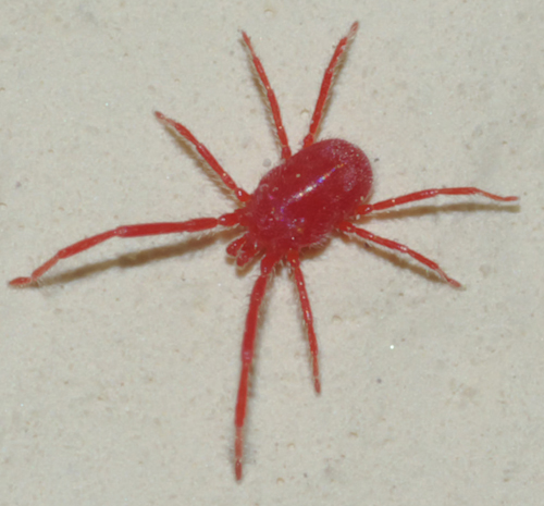 Erythraeidae: Balaustium?